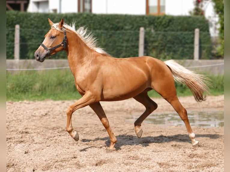 Meer warmbloeden Ruin 4 Jaar 160 cm Palomino in Borgentreich