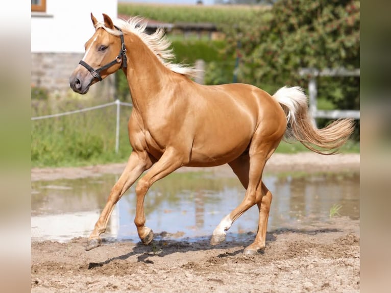 Meer warmbloeden Ruin 4 Jaar 160 cm Palomino in Borgentreich