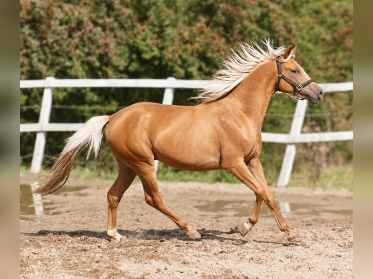 Meer warmbloeden Ruin 4 Jaar 160 cm Palomino in Borgentreich