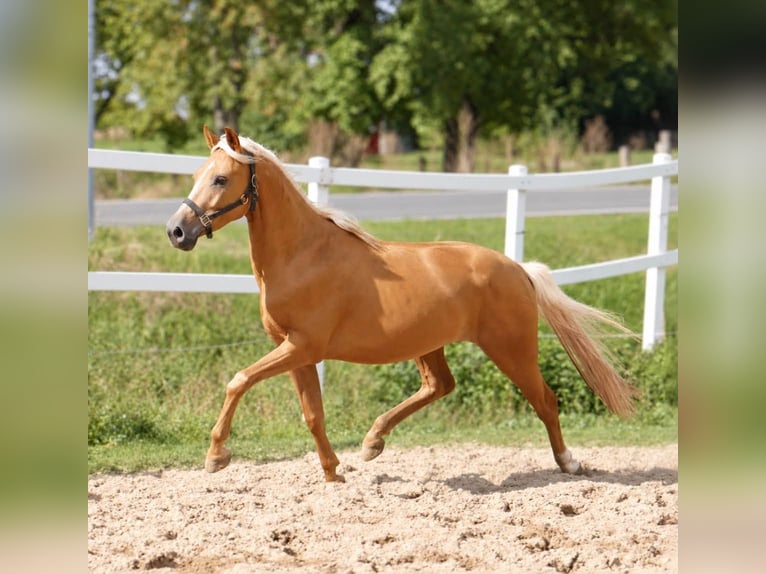 Meer warmbloeden Ruin 4 Jaar 160 cm Palomino in Borgentreich