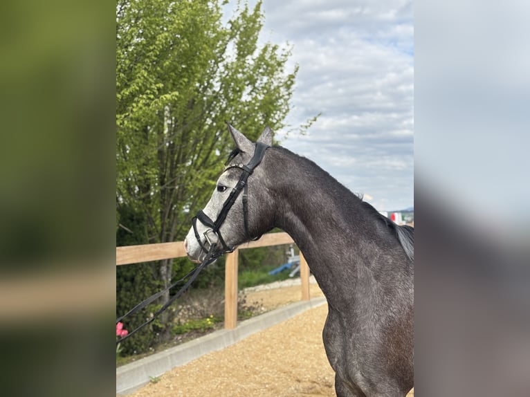 Meer warmbloeden Ruin 4 Jaar 160 cm Schimmel in Iggingen