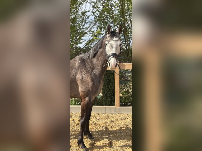 Meer warmbloeden Ruin 4 Jaar 160 cm Schimmel in Iggingen