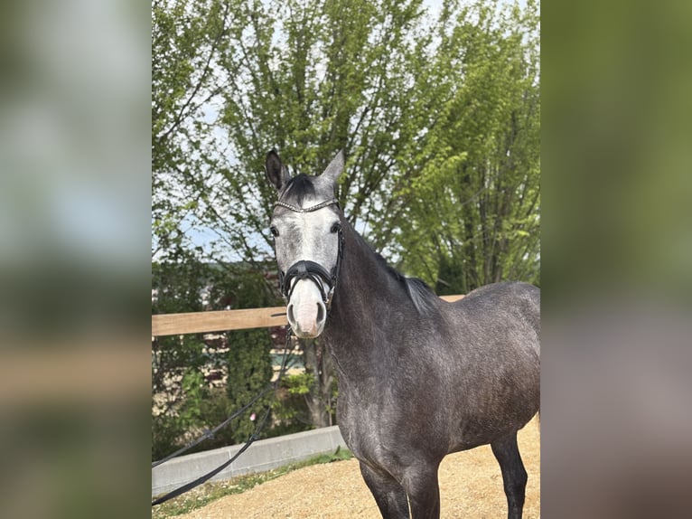 Meer warmbloeden Ruin 4 Jaar 160 cm Schimmel in Iggingen