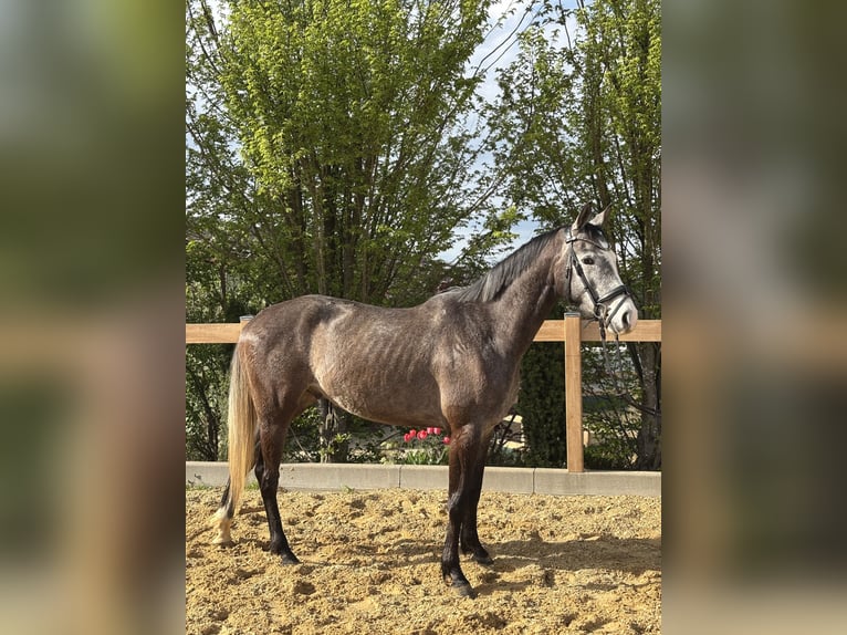 Meer warmbloeden Ruin 4 Jaar 160 cm Schimmel in Iggingen