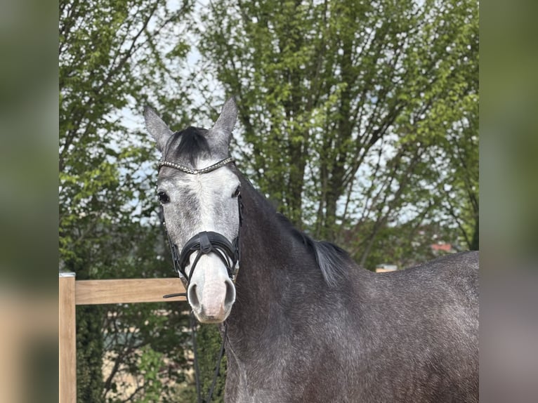 Meer warmbloeden Ruin 4 Jaar 160 cm Schimmel in Iggingen