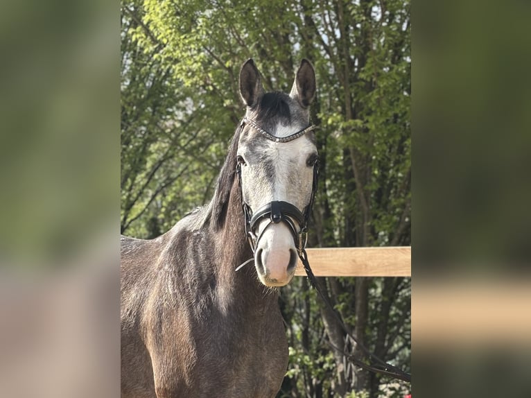 Meer warmbloeden Ruin 4 Jaar 160 cm Schimmel in Iggingen