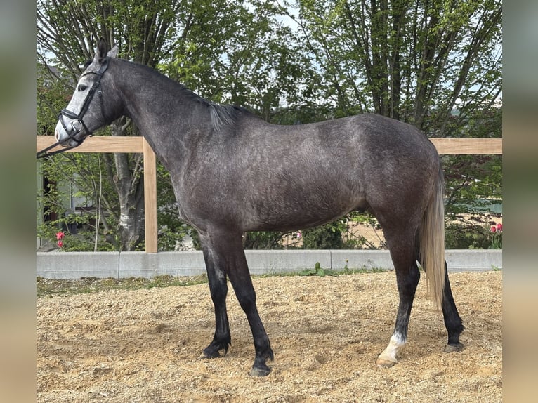 Meer warmbloeden Ruin 4 Jaar 160 cm Schimmel in Iggingen