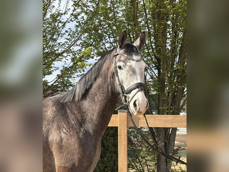 Meer warmbloeden Ruin 4 Jaar 160 cm Schimmel in Iggingen
