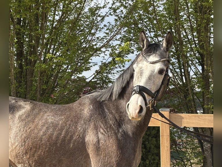 Meer warmbloeden Ruin 4 Jaar 160 cm Schimmel in Iggingen