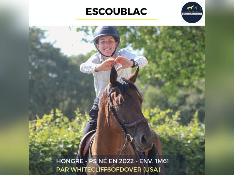 Meer warmbloeden Ruin 4 Jaar 161 cm Bruin in Combrée