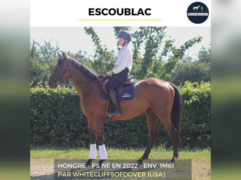 Meer warmbloeden Ruin 4 Jaar 161 cm Bruin in Combrée