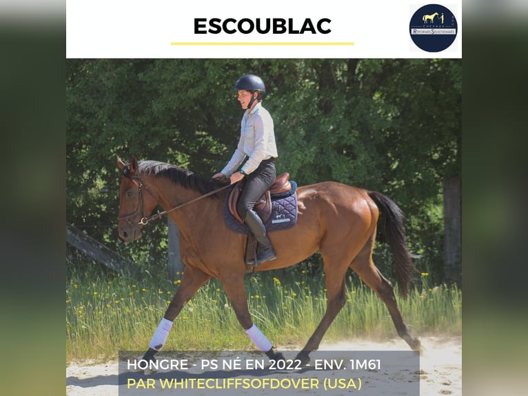 Meer warmbloeden Ruin 4 Jaar 161 cm Bruin in Combrée