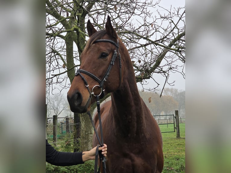 Meer warmbloeden Ruin 4 Jaar 162 cm Donkerbruin in Wachtendonk