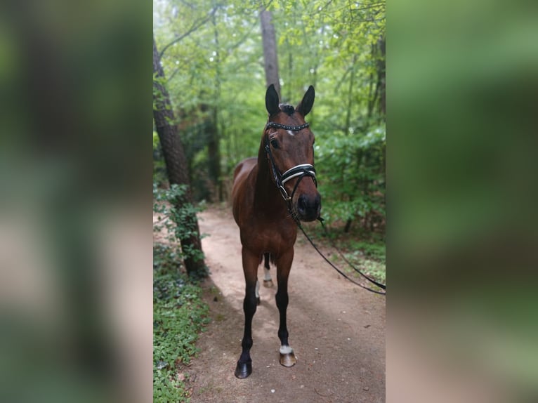Meer warmbloeden Ruin 4 Jaar 164 cm Bruin in Barenburg