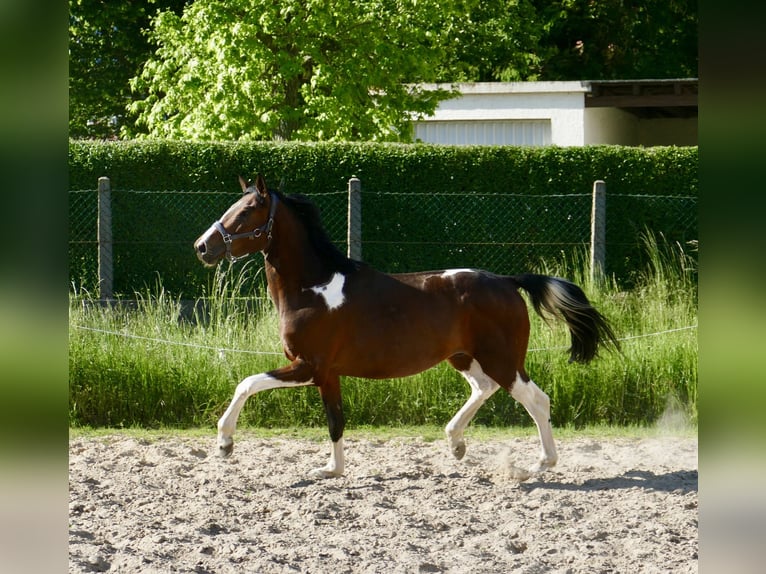 Meer warmbloeden Ruin 4 Jaar 164 cm Gevlekt-paard in Borgentreich