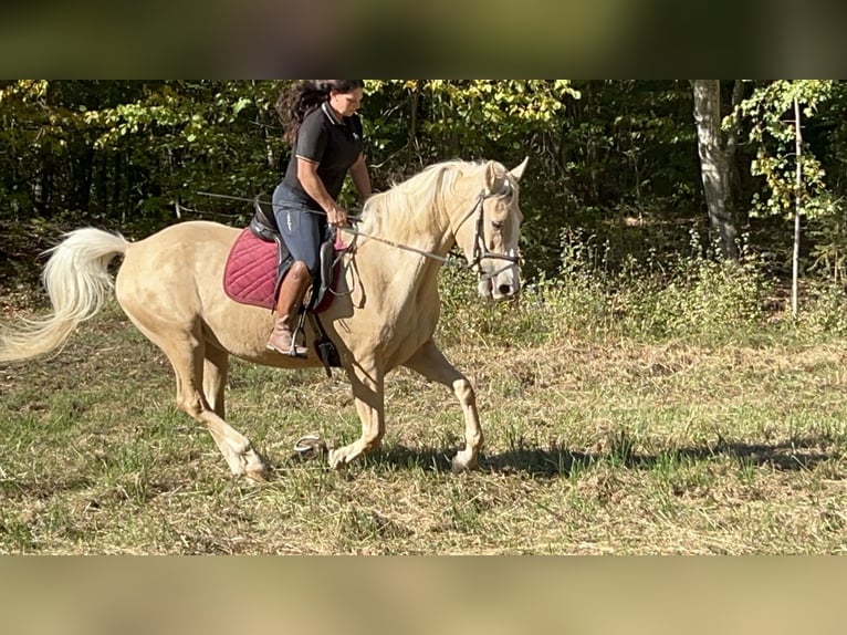 Meer warmbloeden Ruin 4 Jaar 165 cm Palomino in Ursensollen
