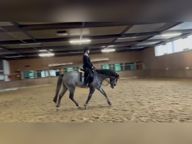Meer warmbloeden Ruin 4 Jaar 165 cm Schimmel in Bramsche