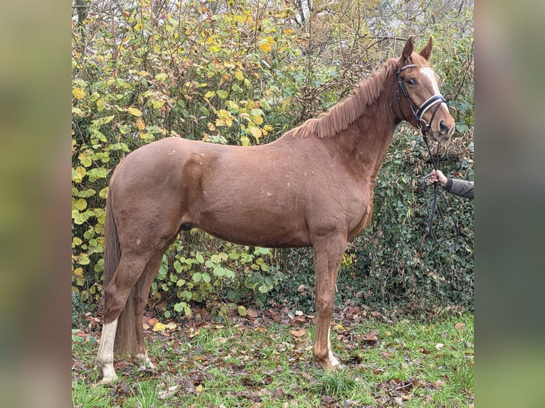 Meer warmbloeden Ruin 4 Jaar 165 cm Vos in Wachtendonk