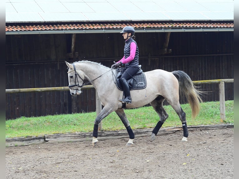 Meer warmbloeden Ruin 4 Jaar 166 cm Schimmel in Wellheim