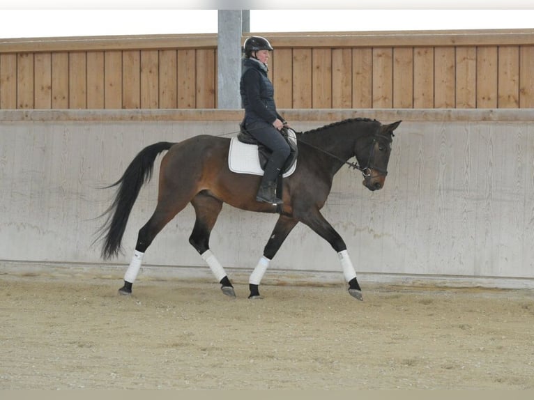 Meer warmbloeden Ruin 4 Jaar 167 cm Bruin in Wellheim