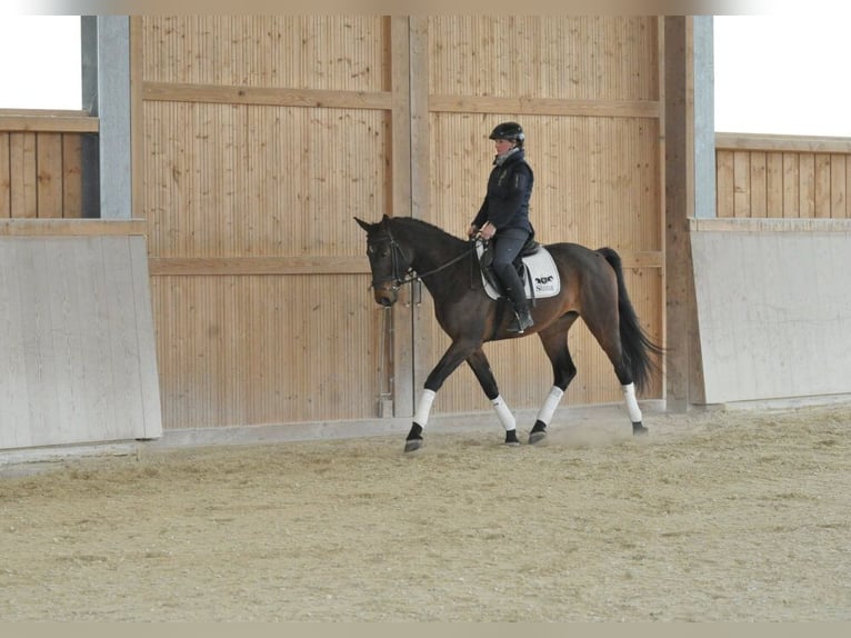 Meer warmbloeden Ruin 4 Jaar 167 cm Bruin in Wellheim