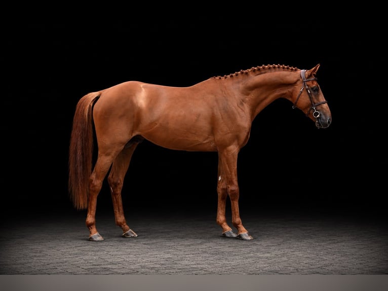 Meer warmbloeden Ruin 4 Jaar 169 cm Vos in Zülpich