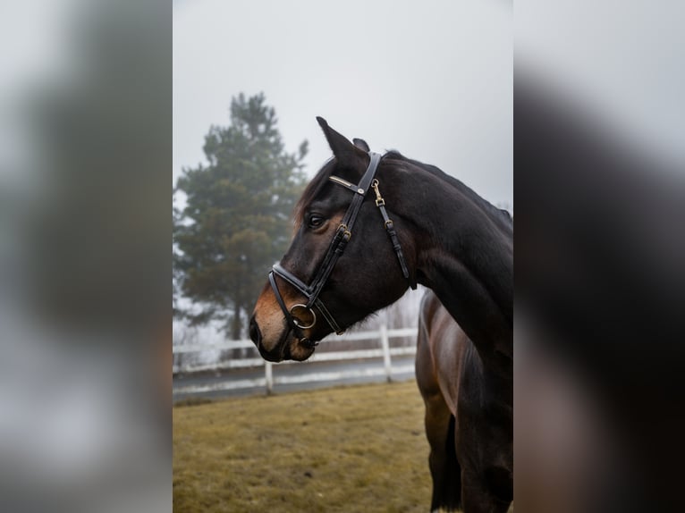 Meer warmbloeden Ruin 4 Jaar 170 cm Donkerbruin in Lena