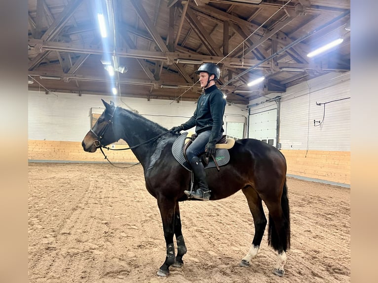 Meer warmbloeden Ruin 4 Jaar 170 cm Donkerbruin in Lena