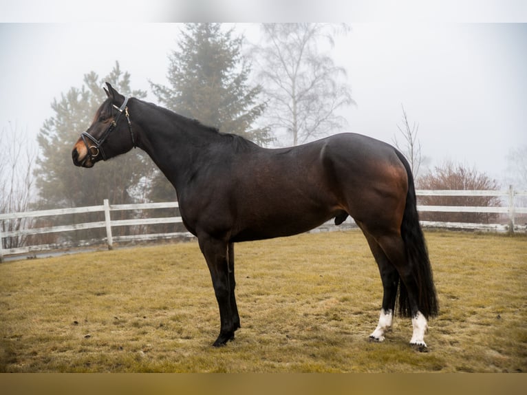 Meer warmbloeden Ruin 4 Jaar 170 cm Donkerbruin in Lena