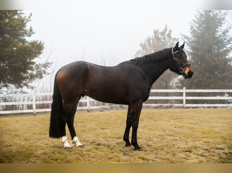 Meer warmbloeden Ruin 4 Jaar 170 cm Donkerbruin in Lena