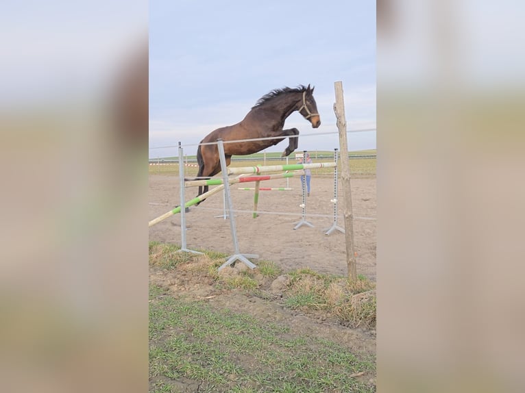 Meer warmbloeden Ruin 4 Jaar 171 cm Donkerbruin in Poznań