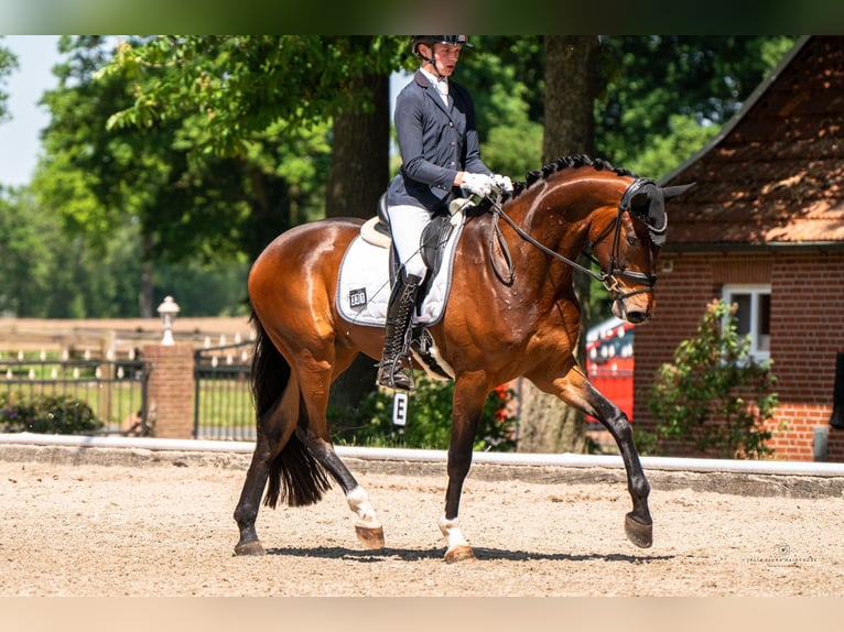 Meer warmbloeden Ruin 4 Jaar 173 cm Bruin in Messingen