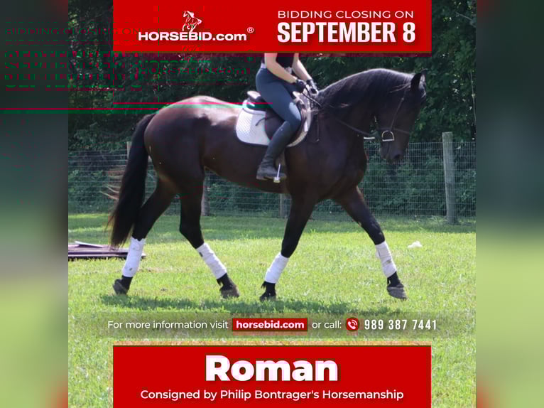 Meer warmbloeden Ruin 4 Jaar 175 cm Zwart in Howell