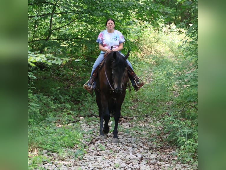 Meer warmbloeden Ruin 4 Jaar 175 cm Zwart in Howell