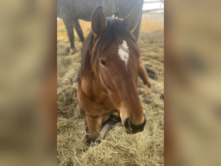 Meer warmbloeden Ruin 4 Jaar in Stainz