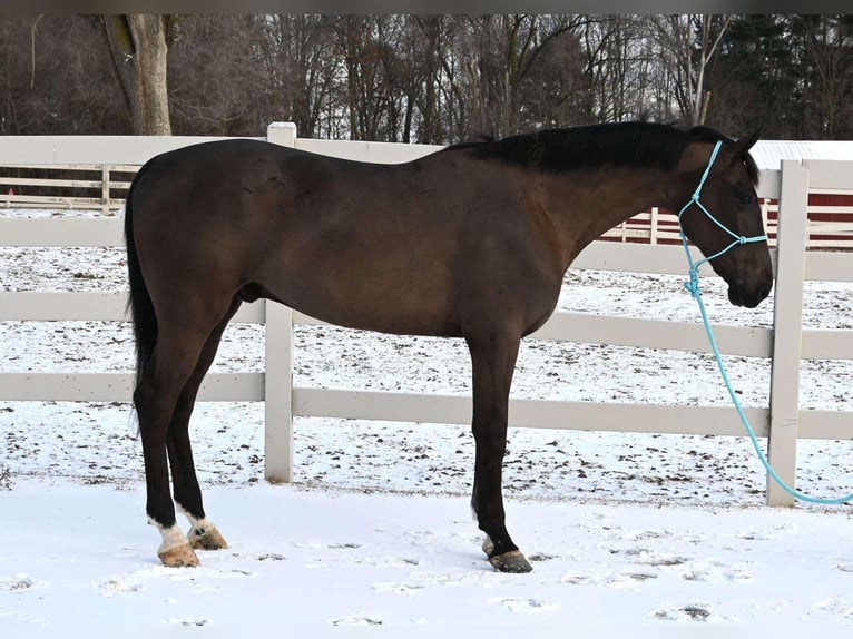 Meer warmbloeden Ruin 4 Jaar Zwart in Sturgis MI