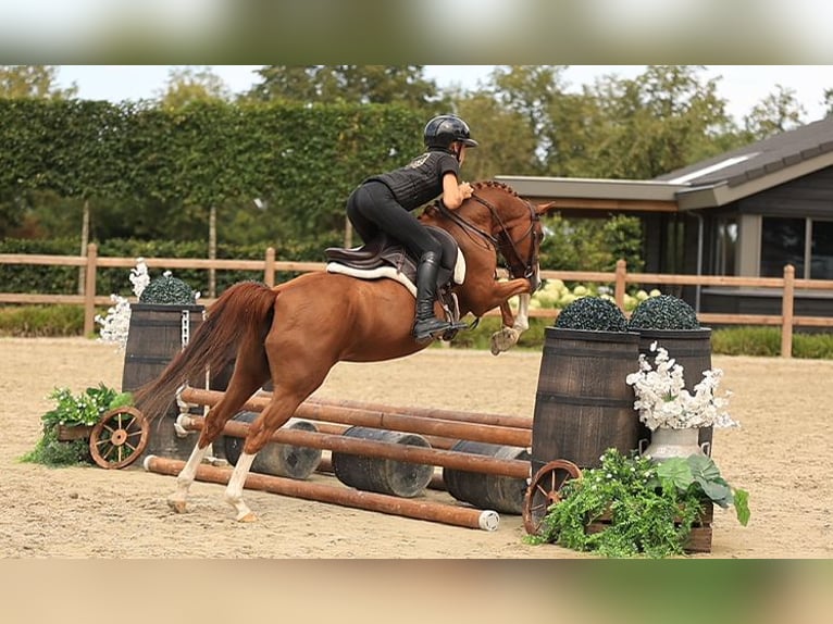 Meer warmbloeden Ruin 5 Jaar 127 cm Vos in Oost West en Middelbeers