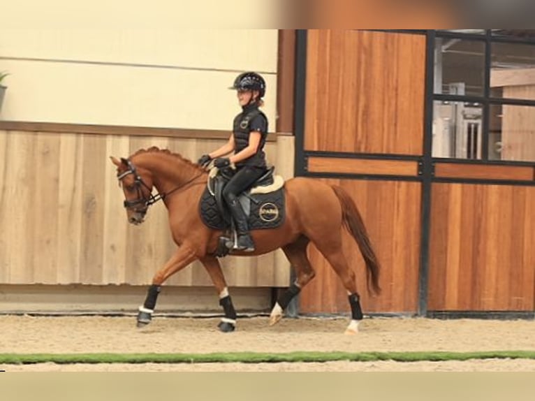 Meer warmbloeden Ruin 5 Jaar 127 cm Vos in Oost West en Middelbeers