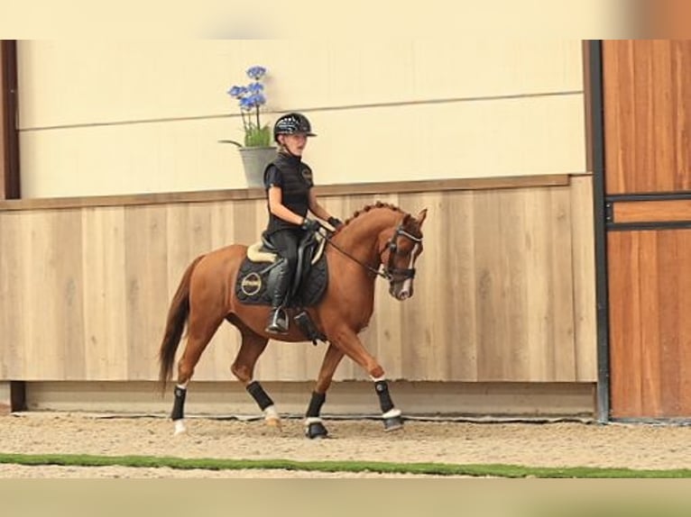 Meer warmbloeden Ruin 5 Jaar 127 cm Vos in Oost West en Middelbeers