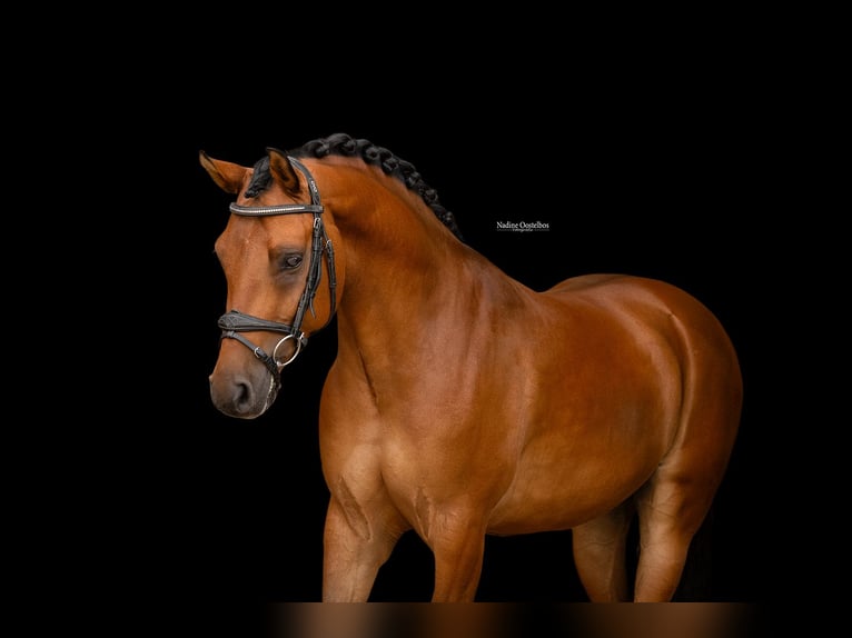Meer warmbloeden Ruin 5 Jaar 146 cm Bruin in Oost West en Middelbeers