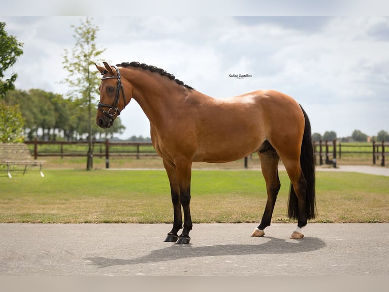 Meer warmbloeden Ruin 5 Jaar 146 cm Bruin in Oost West en Middelbeers