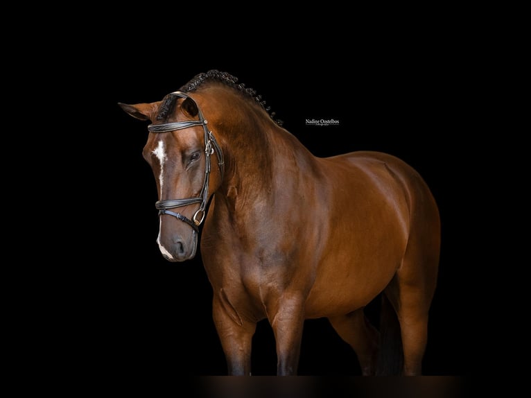 Meer warmbloeden Ruin 5 Jaar 148 cm Donkerbruin in Oost West en Middelbeers