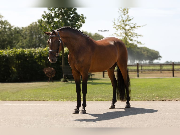 Meer warmbloeden Ruin 5 Jaar 148 cm Donkerbruin in Oost West en Middelbeers