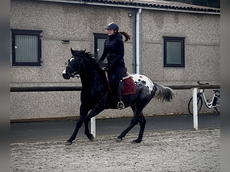 Meer warmbloeden Ruin 5 Jaar 150 cm Appaloosa in Neustadt (Wied)