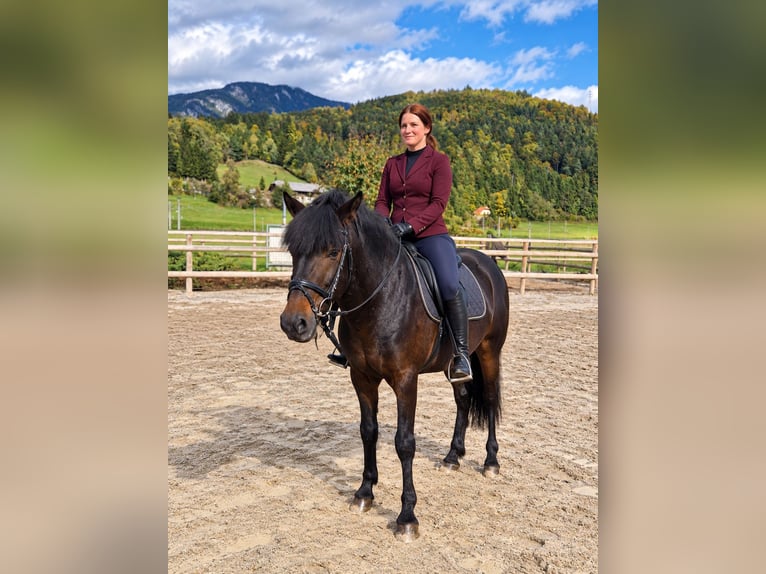 Meer warmbloeden Ruin 5 Jaar 153 cm Donkerbruin in Gummern