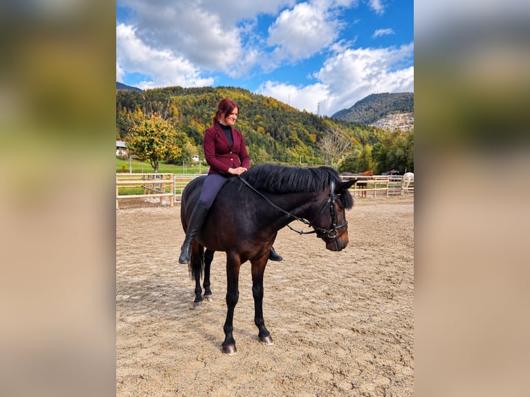 Meer warmbloeden Ruin 5 Jaar 153 cm Donkerbruin in Gummern