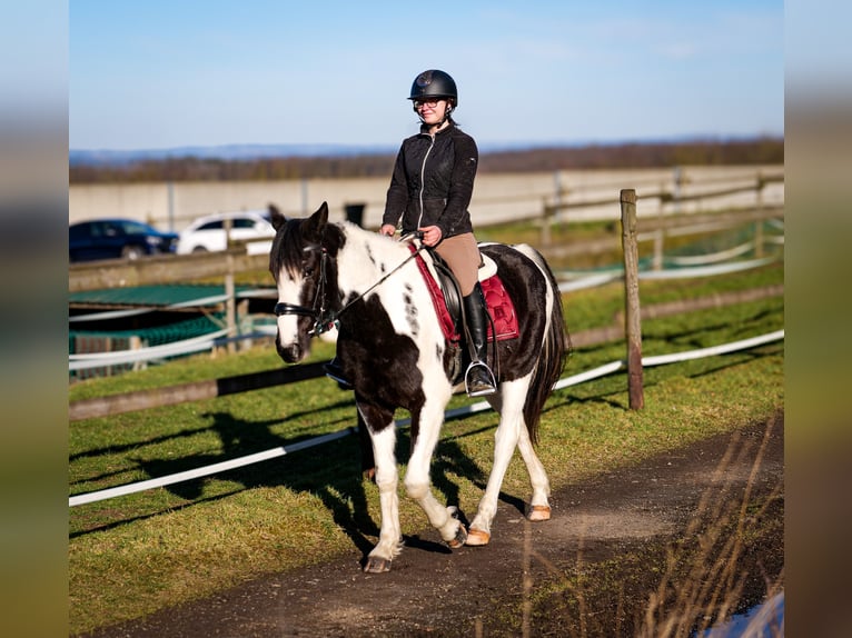 Meer warmbloeden Ruin 5 Jaar 155 cm Gevlekt-paard in Neustadt (Wied)