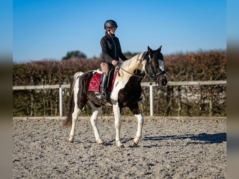 Meer warmbloeden Ruin 5 Jaar 155 cm Gevlekt-paard in Neustadt (Wied)