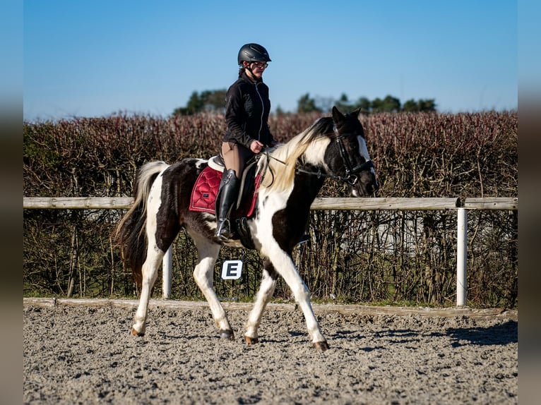 Meer warmbloeden Ruin 5 Jaar 155 cm Gevlekt-paard in Neustadt (Wied)