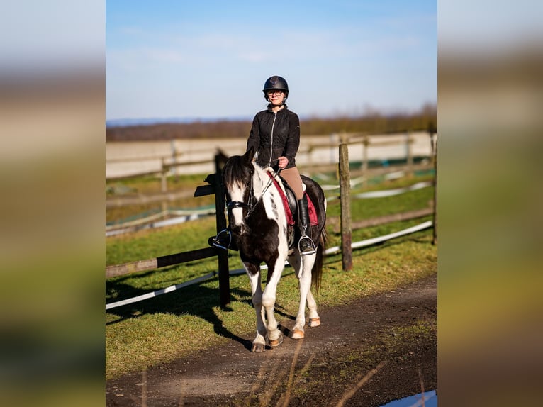 Meer warmbloeden Ruin 5 Jaar 155 cm Gevlekt-paard in Neustadt (Wied)